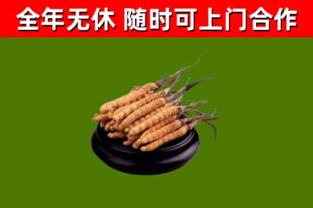 黄陂区回收散虫草
