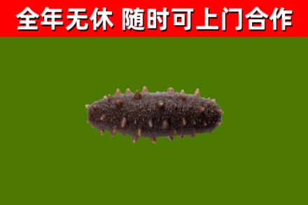 黄陂区回收海参干